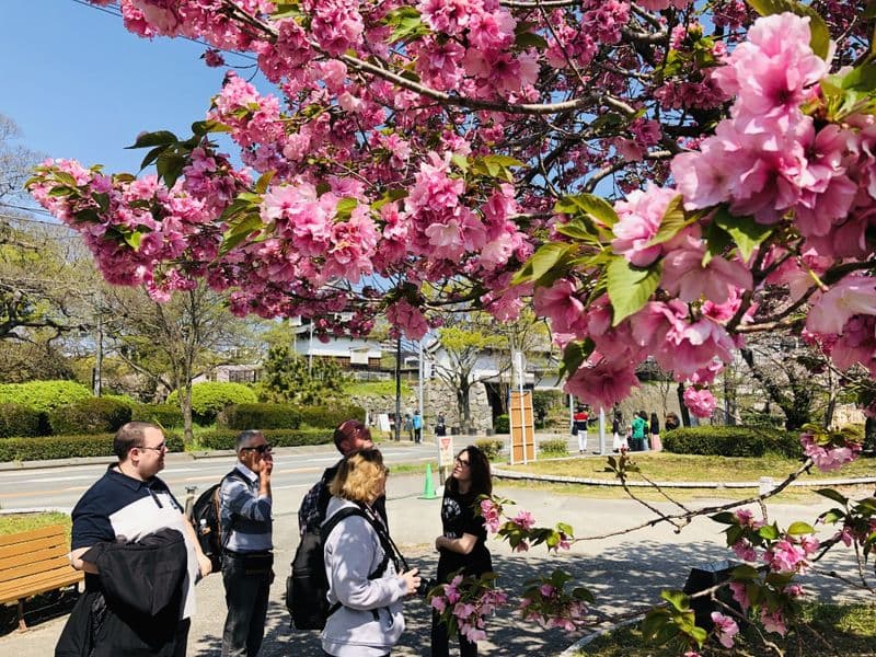 Sakura in Fukuoka